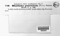Rhytisma punctatum image